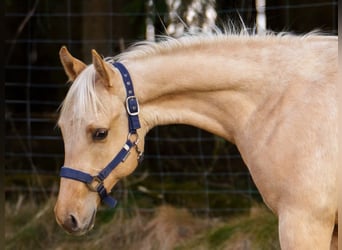 American Quarter Horse, Stallion, 1 year, 14,3 hh, Palomino
