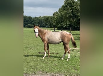 American Quarter Horse, Stallion, 1 year, 14,3 hh, Roan-Red