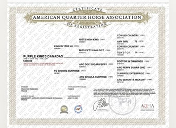 American Quarter Horse, Stallion, 1 year, 15.1 hh, Bay-Dark