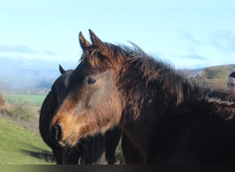 American Quarter Horse, Stallion, 1 year, 15.1 hh, Bay-Dark