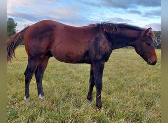 American Quarter Horse, Stallion, 1 year, 15.1 hh, Bay-Dark