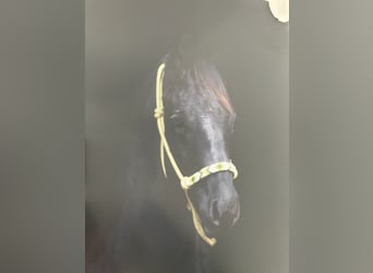 American Quarter Horse, Stallion, 1 year, 15,1 hh, Black