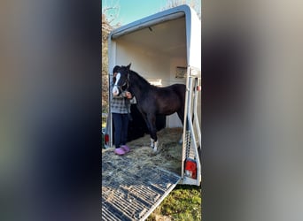 American Quarter Horse, Stallion, 1 year, 15.1 hh, Black