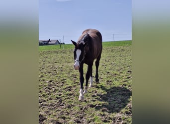 American Quarter Horse, Stallion, 1 year, 15.1 hh, Black