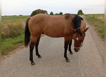 American Quarter Horse, Stallion, 1 year, 15.1 hh, Brown Falb mold American Quarter Horse, Stallion, 1 year, 15.1 hh, Brown Falb mold