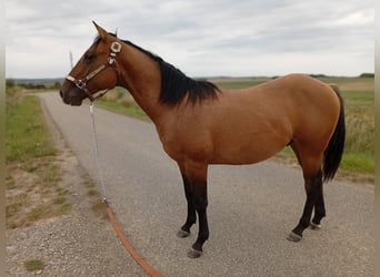 American Quarter Horse, Stallion, 1 year, 15.1 hh, Brown Falb mold American Quarter Horse, Stallion, 1 year, 15.1 hh, Brown Falb mold