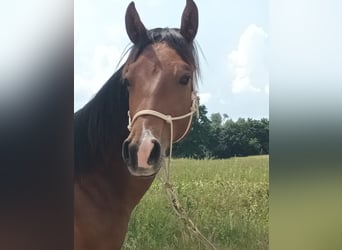 American Quarter Horse, Stallion, 1 year, 15.1 hh, Brown