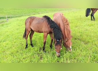 American Quarter Horse, Stallion, 1 year, 15,1 hh, Brown