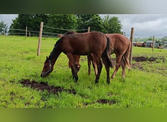 American Quarter Horse, Stallion, 1 year, 15,1 hh, Brown