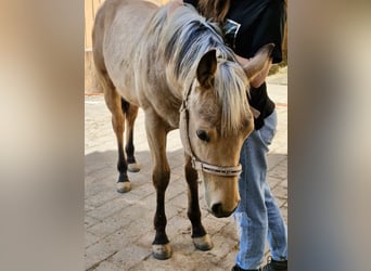 American Quarter Horse, Stallion, 1 year, 15.1 hh, Buckskin