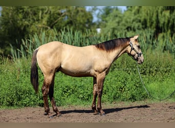 American Quarter Horse, Stallion, 1 year, 15.1 hh, Buckskin American Quarter Horse, Stallion, 1 year, 15.1 hh, Buckskin