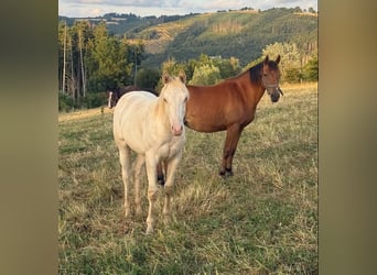 American Quarter Horse Mix, Stallion, 1 year, 15.1 hh, Champagne
