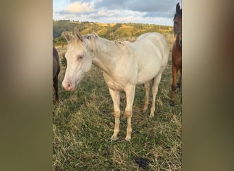 American Quarter Horse Mix, Stallion, 1 year, 15.1 hh, Champagne