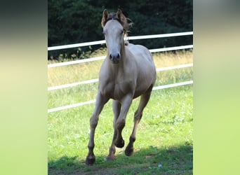American Quarter Horse Mix, Stallion, 1 year, 15.1 hh, Champagne