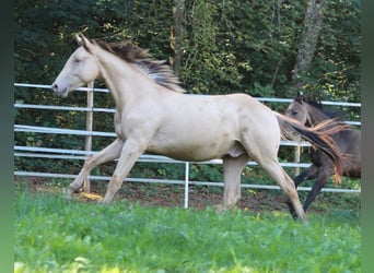 American Quarter Horse Mix, Stallion, 1 year, 15.1 hh, Champagne