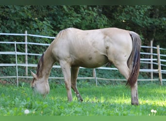 American Quarter Horse Mix, Stallion, 1 year, 15.1 hh, Champagne