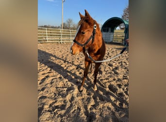 American Quarter Horse, Stallion, 1 year, 15.1 hh, Chestnut-Red