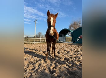 American Quarter Horse, Stallion, 1 year, 15.1 hh, Chestnut-Red