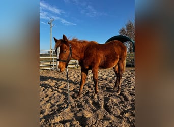 American Quarter Horse, Stallion, 1 year, 15.1 hh, Chestnut-Red