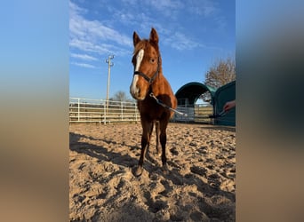American Quarter Horse, Stallion, 1 year, 15.1 hh, Chestnut-Red