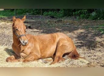 American Quarter Horse, Stallion, 1 year, 15.1 hh, Chestnut