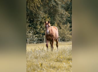 American Quarter Horse, Stallion, 1 year, 15.1 hh, Chestnut