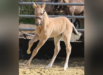 American Quarter Horse, Stallion, 1 year, 15.1 hh, Dun