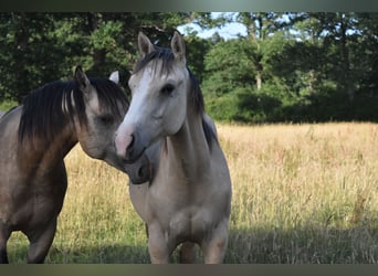 American Quarter Horse, Stallion, 1 year, 15.1 hh, Dunalino