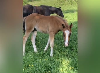 American Quarter Horse, Stallion, 1 year, 15.1 hh, Rabicano