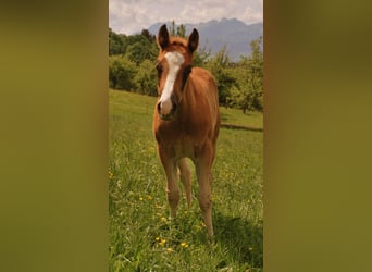 American Quarter Horse, Stallion, 1 year, 15.1 hh, Rabicano