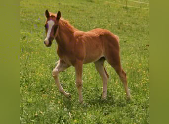 American Quarter Horse, Stallion, 1 year, 15.1 hh, Rabicano