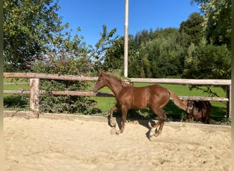 American Quarter Horse, Stallion, 1 year, 15.1 hh, Rabicano