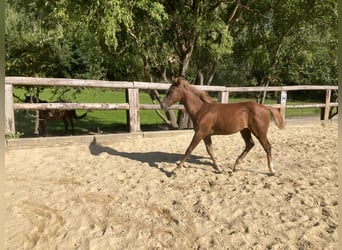American Quarter Horse, Stallion, 1 year, 15.1 hh, Rabicano