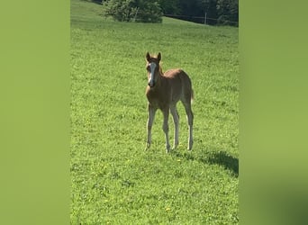 American Quarter Horse, Stallion, 1 year, 15.1 hh, Rabicano