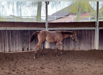 American Quarter Horse, Stallion, 1 year, 15.1 hh, Red Dun