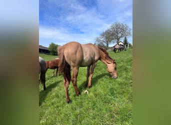 American Quarter Horse, Stallion, 1 year, 15.1 hh, Red Dun