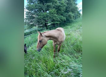 American Quarter Horse, Stallion, 1 year, 15.1 hh, Red Dun