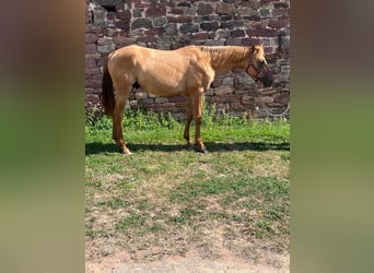 American Quarter Horse, Hengst, 1 Jahr, 15,1 hh, Red Dun