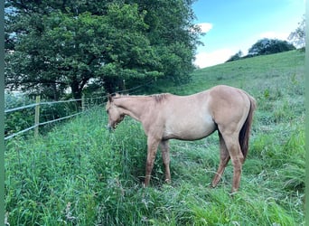 American Quarter Horse, Stallion, 1 year, 15.1 hh, Red Dun