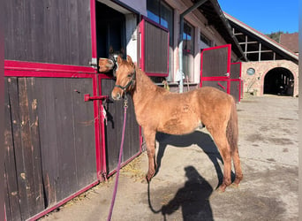 American Quarter Horse, Stallion, 1 year, 15.1 hh, Red Dun