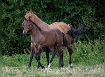 American Quarter Horse, Stallion, 1 year, 15.1 hh, Roan-Bay
