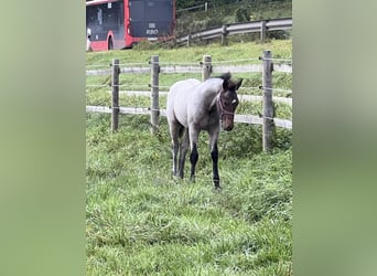 American Quarter Horse, Stallion, 1 year, 15,1 hh, Roan-Bay