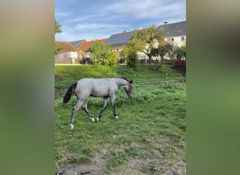 American Quarter Horse, Stallion, 1 year, 15,1 hh, Roan-Bay