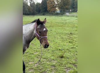 American Quarter Horse, Stallion, 1 year, 15,1 hh, Roan-Bay