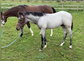 American Quarter Horse, Stallion, 1 year, 15,1 hh, Roan-Bay