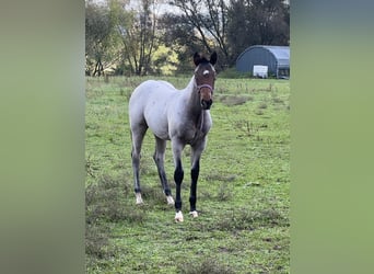 American Quarter Horse, Stallion, 1 year, 15,1 hh, Roan-Bay