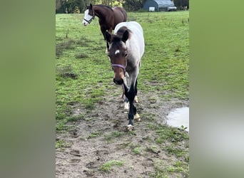 American Quarter Horse, Stallion, 1 year, 15,1 hh, Roan-Bay