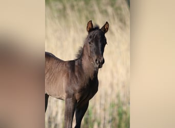 American Quarter Horse, Stallion, 1 year, 15,1 hh, Roan-Blue