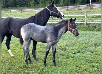 American Quarter Horse, Stallion, 1 year, 15,1 hh, Roan-Blue