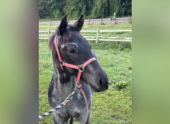 American Quarter Horse, Stallion, 1 year, 15,1 hh, Roan-Blue